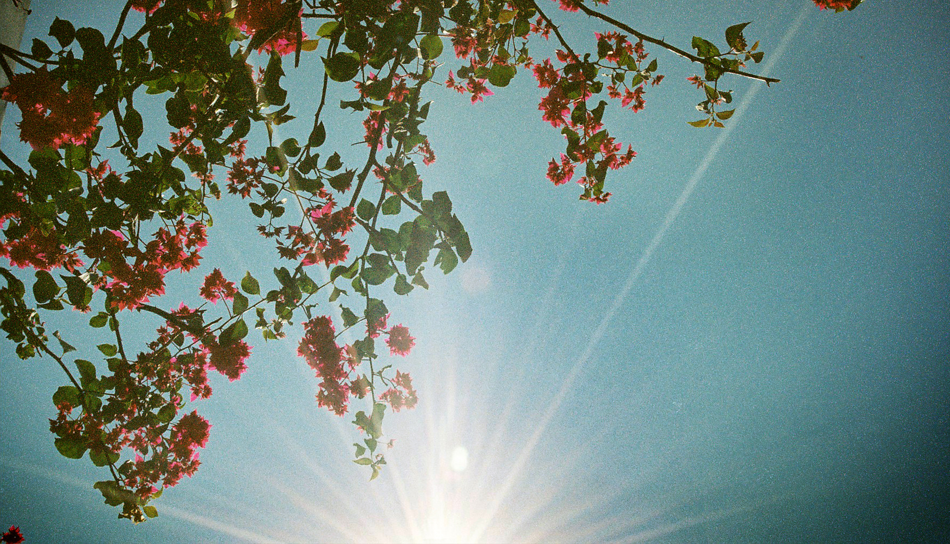 九重葛與陽光 | 底片攝影 | film