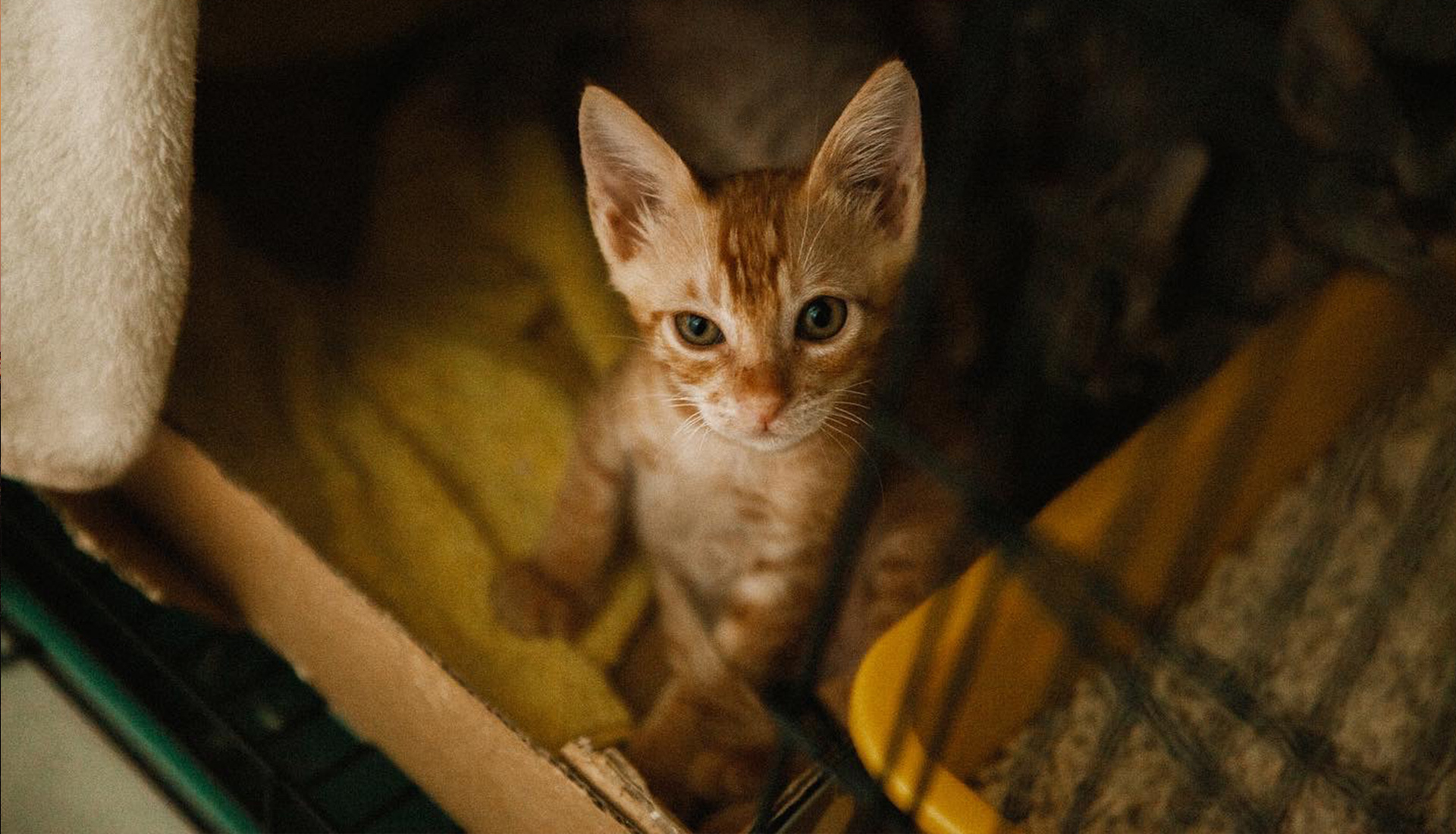 貓兒子 | 生活紀錄 | 乾乾