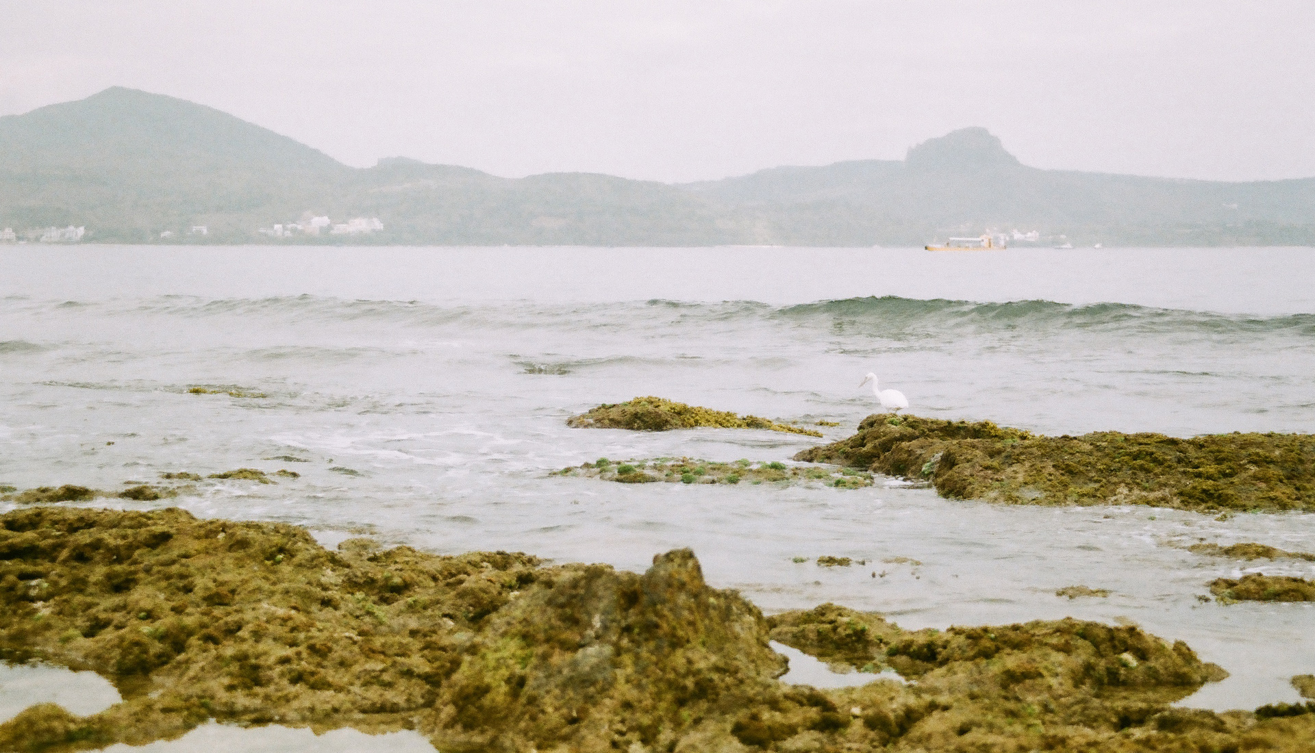 墾丁 | 底片攝影 | film | 白鷺鷥