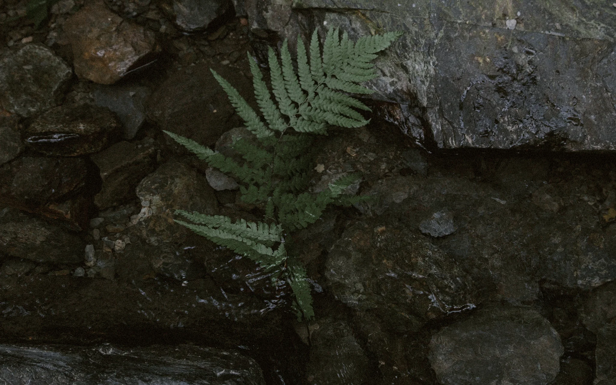 自然系婚紗 | 森林婚紗攝影 | Simple Style | 台中婚紗 | 宇宙拿鐵