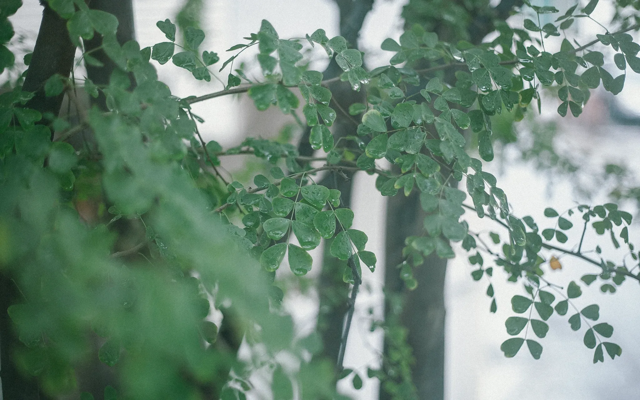 寧靜復古蕾絲肖像| 台中 | 女性寫真 | 宇宙拿鐵 